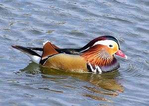 원앙 (Aix galericulata)