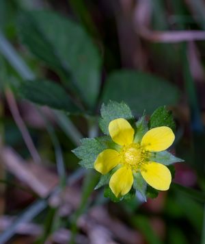 Potentilla indica 개화