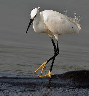 쇠백로 Egretta garzetta (인도 안드라프라데시 콜레루)