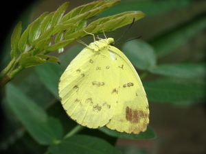 Eurema blanda가 A. julibrissin에 알을 낳고 있다