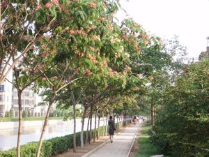 중국 스자좡 시의 가로수