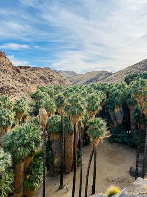 팜스프링스 남쪽에 있는 워싱턴야자 숲.