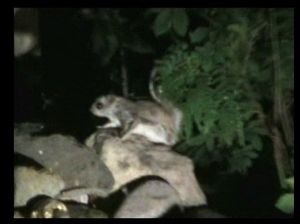 2006년 밤에 핀란드 클라우칼라에서 촬영된 시베리아 하늘다람쥐