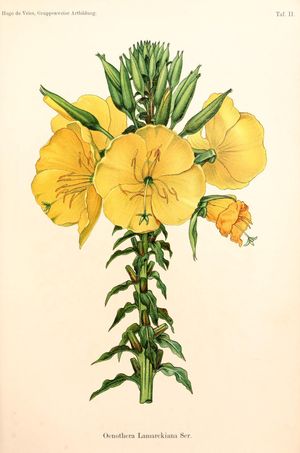 달맞이꽃(Oenothera lamarckiana)은 유전학자 휴고 데 브리스가 집중적으로 연구한 영구적인 자연 잡종이다. 데 브리스의 삽화, 1913년.