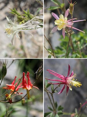 Aquilegia pubescens와 Aquilegia formosa의 잡종 무리에서 나온 잡종 꽃