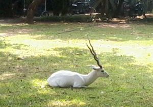 IIT 마드라스의 알비노 영양. IITM은 멸종 위기에 놓인 영양의 서식지이기도 하다.