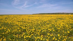 꽃이 핀 민들레밭, 타타르스탄, 러시아