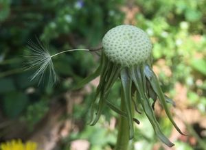 단 하나의 씨앗만 붙어 있는 Taraxacum officinale 씨앗 갓