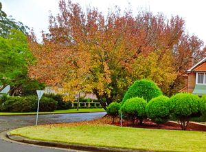 낙엽수는 오스트레일리아의 온대 지역에 도입되어 관상 식물로 사용되며, 시드니의 교외 거리에서 볼 수 있다.