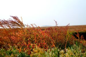 Lazzaretto Nuovo의 풀