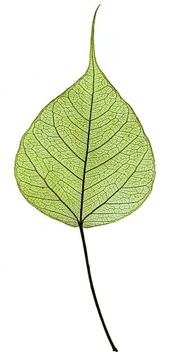 자연 인쇄된 잎, 모양과 잎맥을 보여줌