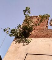 델리의 콘크리트 벽에서 자라는 어린 나무. 다양한 종류의 토양에 강하며, 수분이 거의 없는 콘크리트 벽에서도 잘 자란다.