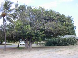 인도보리수(마우이섬카훌루이)