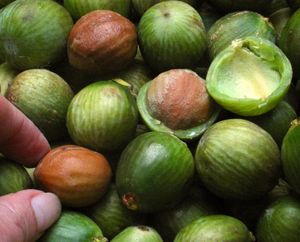 비자나무속의 성숙한 씨앗