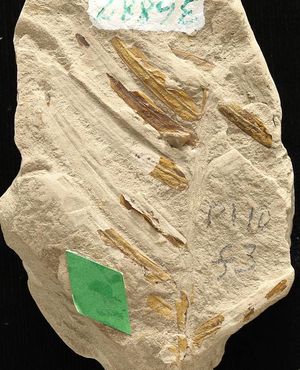 개비자나무라타 형성, 미오세 시대