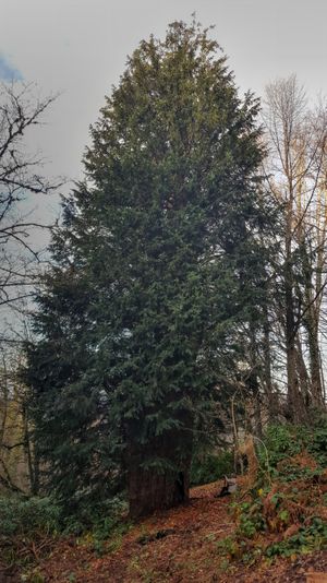 터키 아나톨리아에 있는 4112년 된 주목