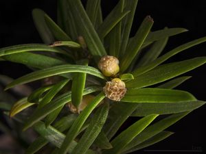 주목(Taxus baccata)의 수꽃 (꽃가루 생산) 원뿔