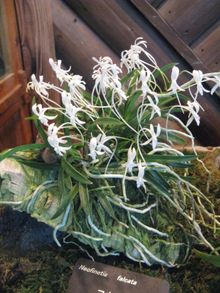 일본 오사카부 꽃 공원에서 재배되는 풍란