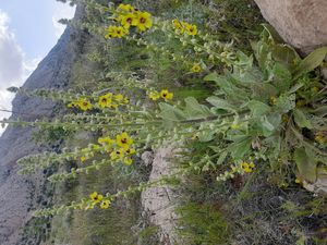 Verbascum sp. near Shiraz, Iran