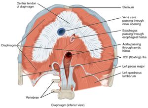 가로막의 단면도