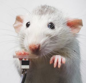 조작적 조건화 챔버에서 쥐가 버튼을 누르고 있다.