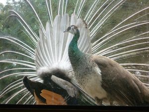 수컷 공작 (배경)이 암컷 공작(전경)을 유혹하기 위해 꼬리를 펼치는 모습