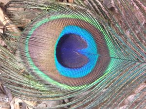 공작 꼬리 깃털의 눈점