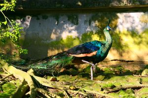 녹색 공작(Pavo muticus)