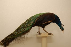 코엔라드 야콥 템밍크의 개인 소장품에 있는 흑견갑 인도 공작 Pavo cristatus, 네덜란드 레이덴의 내추럴리스 생물 다양성 센터에 보관