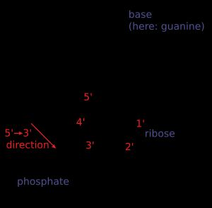 RNA와 DNA의 주요 차이점
