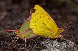 Colias dimera 짝짓기. 수컷은 암컷보다 더 밝은 노란색을 띤다.