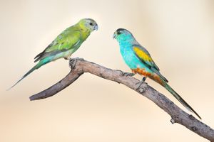 암컷(왼쪽)과 수컷(오른쪽) 금어깨앵무. 수컷이 훨씬 화려하다.