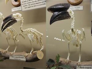 검은헬멧코뿔새(Ceratogymna atrata) 암컷(왼쪽)과 수컷(오른쪽) 골격. 부리 위 헬멧에서 성별 차이가 뚜렷하다. 골학 박물관 전시.