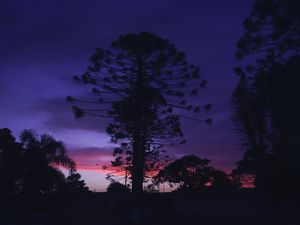 펠로타스 경마장 근처 황혼녘의 아라우카리아 나무