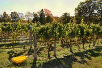 허드슨 강 지역 AVA의 샤르도네 수확