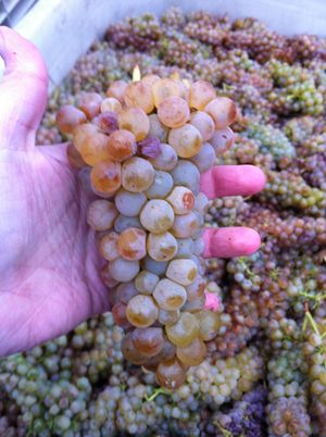 세미용 (송이 그림)은 때때로 "SemChard" 스타일로 호주 샤르도네와 블렌딩된다.