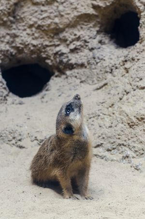 굴 입구 근처에 앉아 있는 미어캣