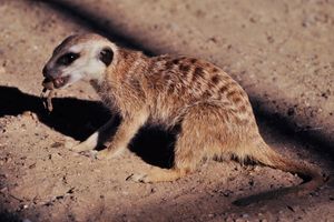 개구리를 먹는 미어캣