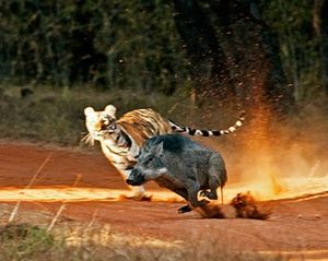 호랑이에게서 도망치는 멧돼지