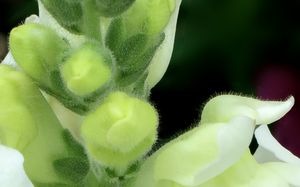 샘털이 있는 Antirrhinum majus의 꽃봉오리