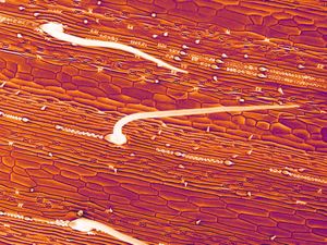 Brachypodium distachyon의 잎털의 주사 전자 현미경 사진(250배)