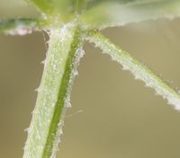 역방향의 갈고리털로 덮인 털별꽃아재비의 줄기