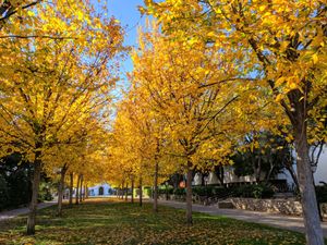 프린스턴 느릅나무 나무 열, 캘리포니아 클레어몬트의 스크립스 대학교
