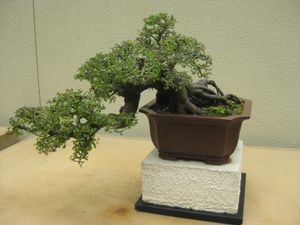 느릅나무속 Ulmus parvifolia 분재
