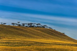 아라우카리아 앙구스티폴리아가 히우그란지두술주의 산악 지역에 있다.