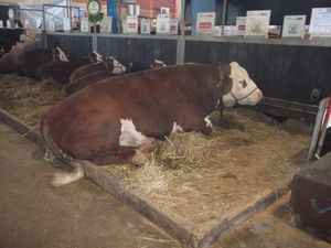 엑스포인터 in 에스테이오은 라틴 아메리카에서 가장 큰 가축 쇼로 간주된다.