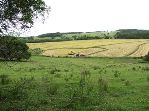 마리아나 피멘텔의 쌀 농업