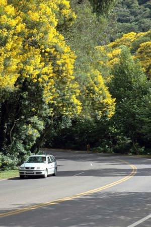 이보티의 BR-116 고속도로