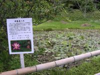 주손지 경내의 주손지 연꽃 (2008년 6월 촬영)