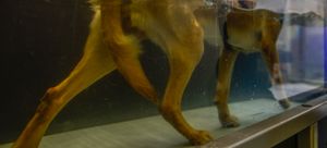 부상 회복을 위해 수중 트레드밀에서 걷는 군견